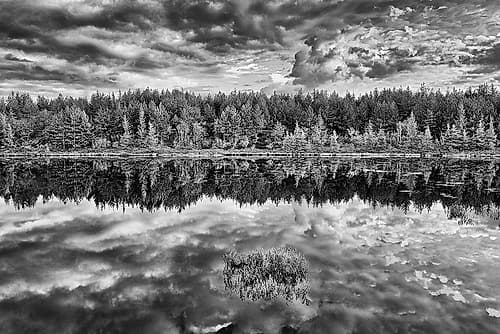 Canada-Ontario-Greater Sudbury Black and white of lake grasses and cloud reflections at sunrise Art Print
